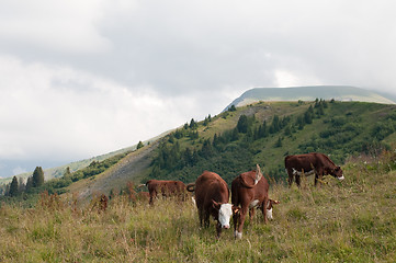 Image showing Cow grazing and the mountain in background