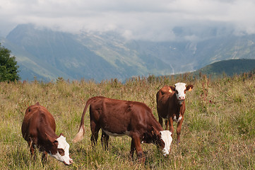 Image showing Cow grazing in the mountain