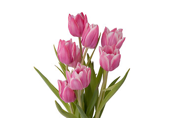 Image showing Zoom on a bunch of Tulips