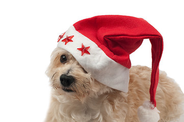 Image showing Dog with christmas cap