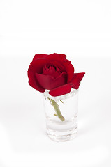 Image showing Red  flower in a small glass