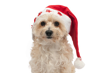 Image showing Sad Dog with christmas cap