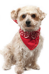 Image showing Yellow dog with a red bandana