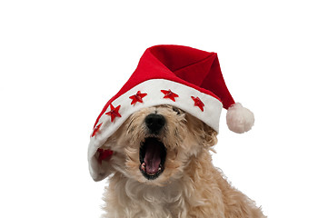 Image showing Christlmas Dog Yawning