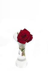 Image showing Red rose alone in a vase