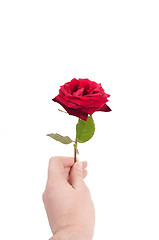 Image showing Rose in man hand