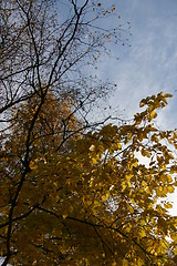 Image showing Autumn tree 5