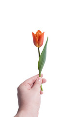 Image showing a Tulip for you