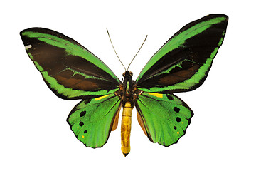 Image showing green butterfly