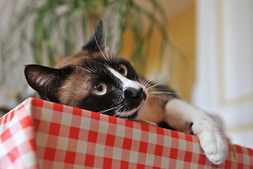 Image showing Siamese Cat