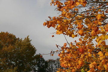 Image showing Autumn tree 6