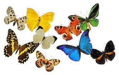 Image showing group of butterfly
