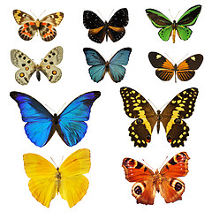 Image showing colorfull butterfly