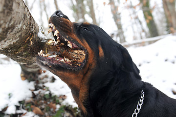 Image showing biting rottweiler