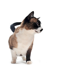 Image showing Siamese Cat