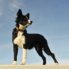 Image showing puppy border collie