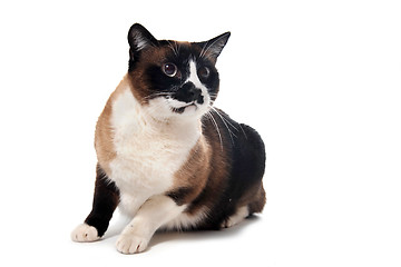 Image showing Siamese Cat