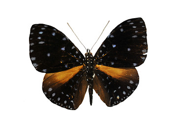 Image showing colorful butterfly