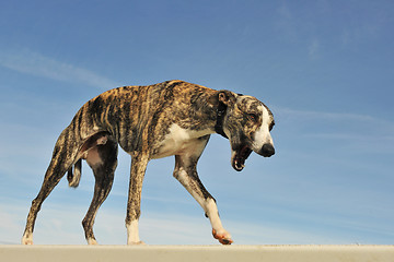 Image showing young  whippet