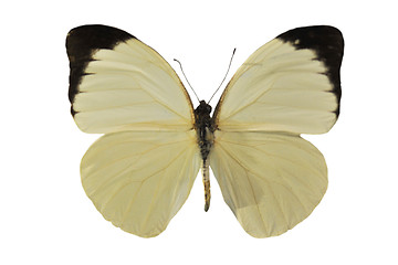 Image showing Pieris brassicae