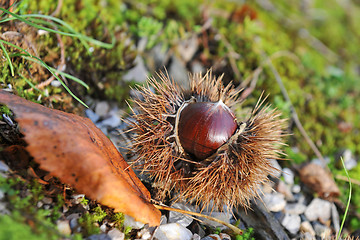 Image showing chestnuts