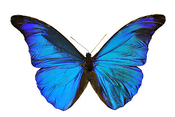 Image showing Blue Morpho butterfly