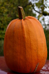 Image showing Pumpkin