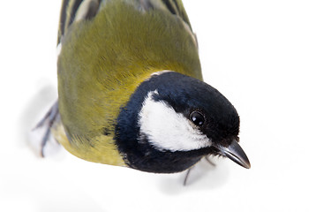 Image showing The  titmouse largely