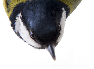 Image showing The  titmouse largely