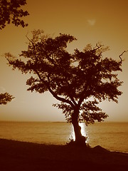 Image showing Sunset oak