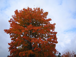 Image showing Autumn tree 1