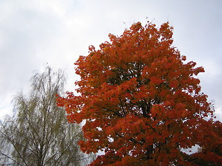 Image showing Autumn tree 2