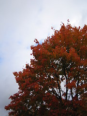 Image showing Autumn tree 3