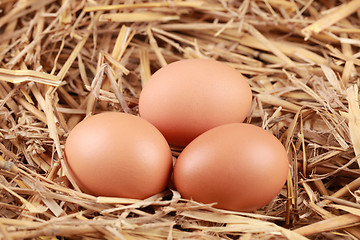 Image showing Eggs in straw