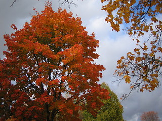 Image showing Autumn tree 4