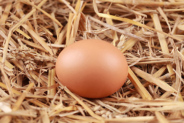 Image showing Brown egg in straw