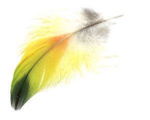 Image showing Another feather
