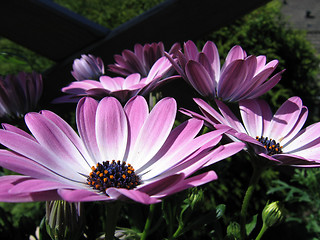 Image showing Magenta flowers