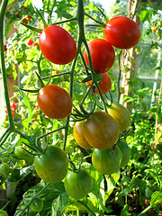 Image showing Tomatoes