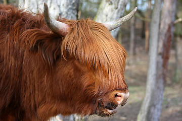 Image showing Highland Cow in field showing his long hairs 