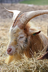 Image showing Goat