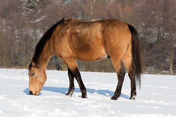 Image showing Horse in winter