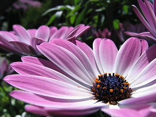 Image showing Magenta flowers