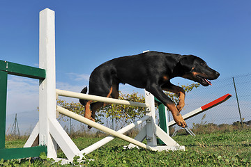 Image showing puppy beauceron in agility