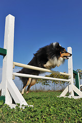 Image showing shetland in agility