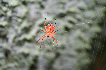 Image showing Spider