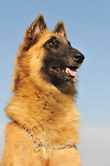 Image showing belgian shepherd tervueren