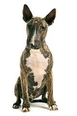 Image showing bull terrier