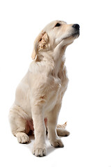 Image showing puppy golden retriever