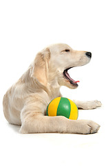 Image showing puppy golden retriever